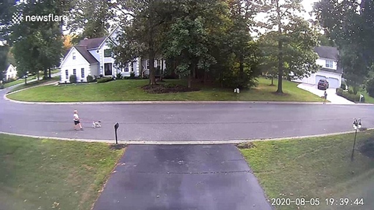 'Did this dog just walk like a human?' CCTV camera captures dog randomly walking on its hind legs