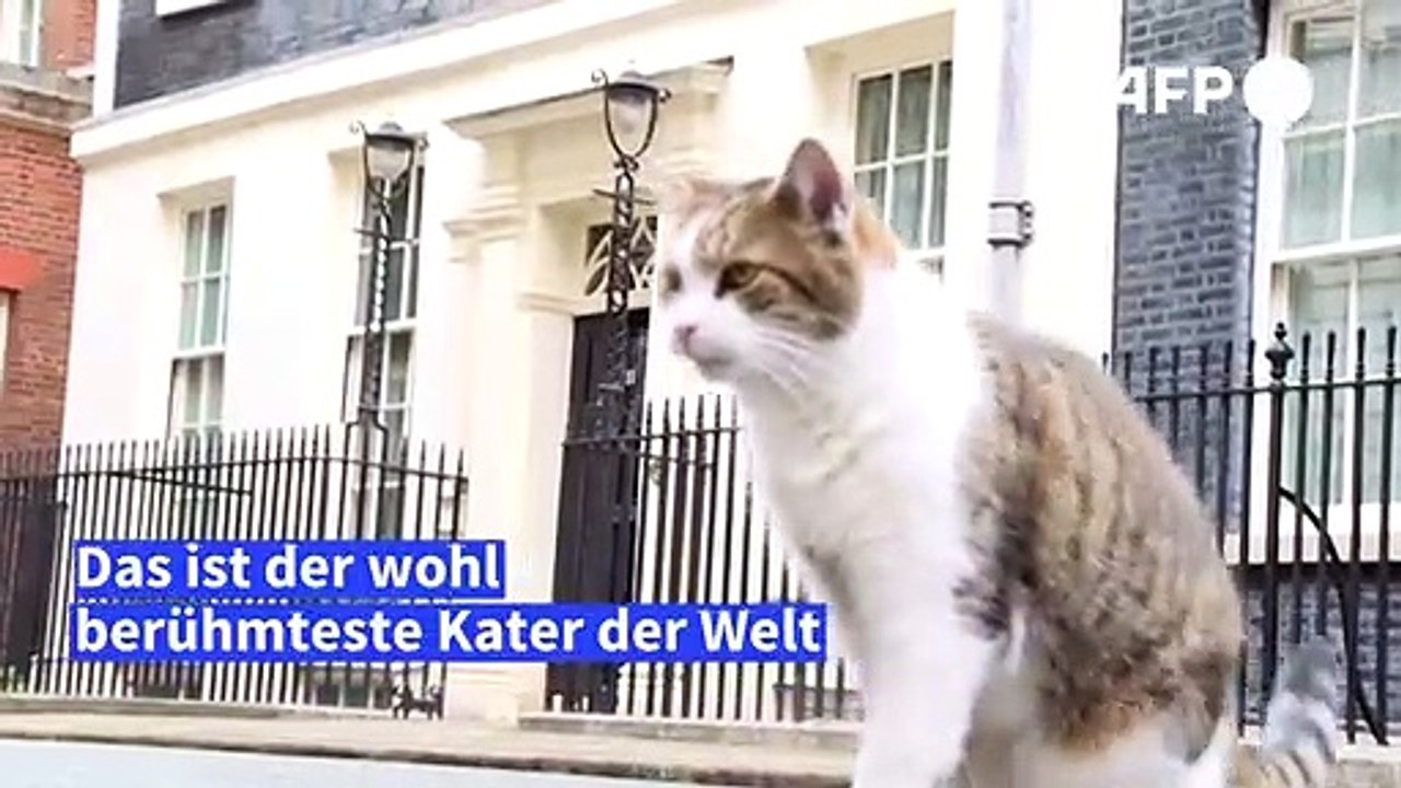Larry - der berühmteste Kater der Welt