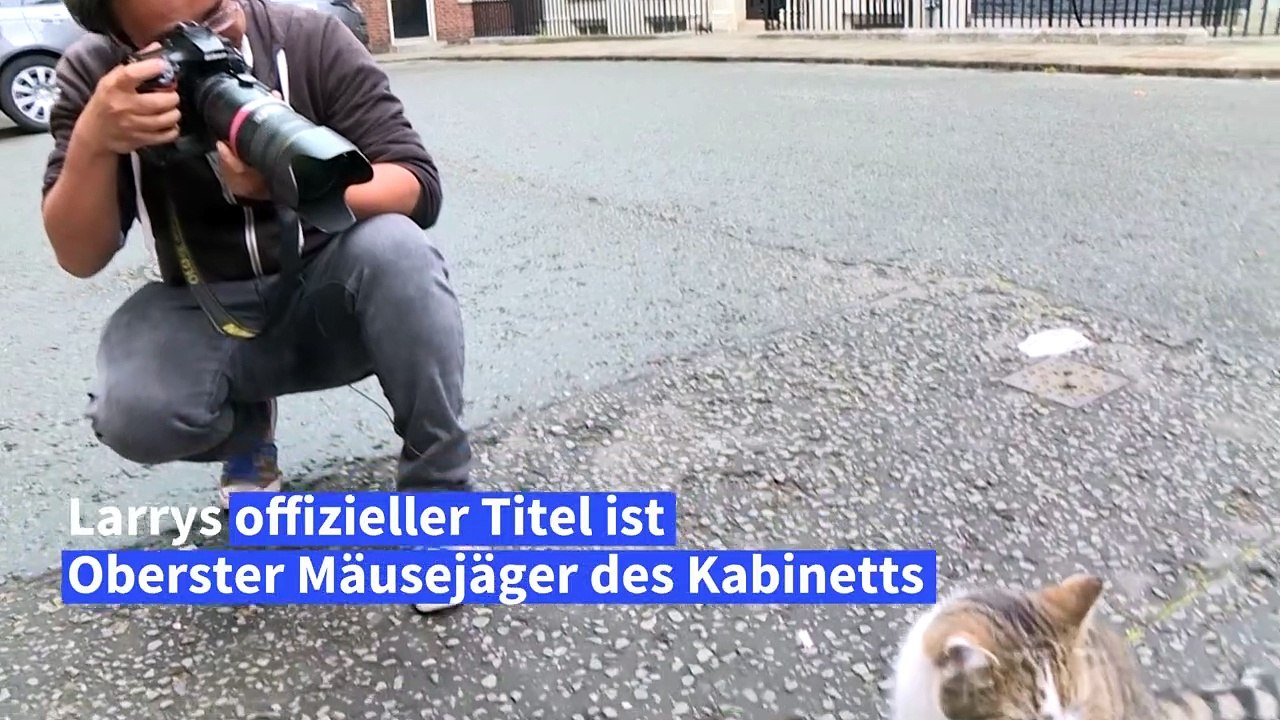 Larry - der berühmteste Kater der Welt