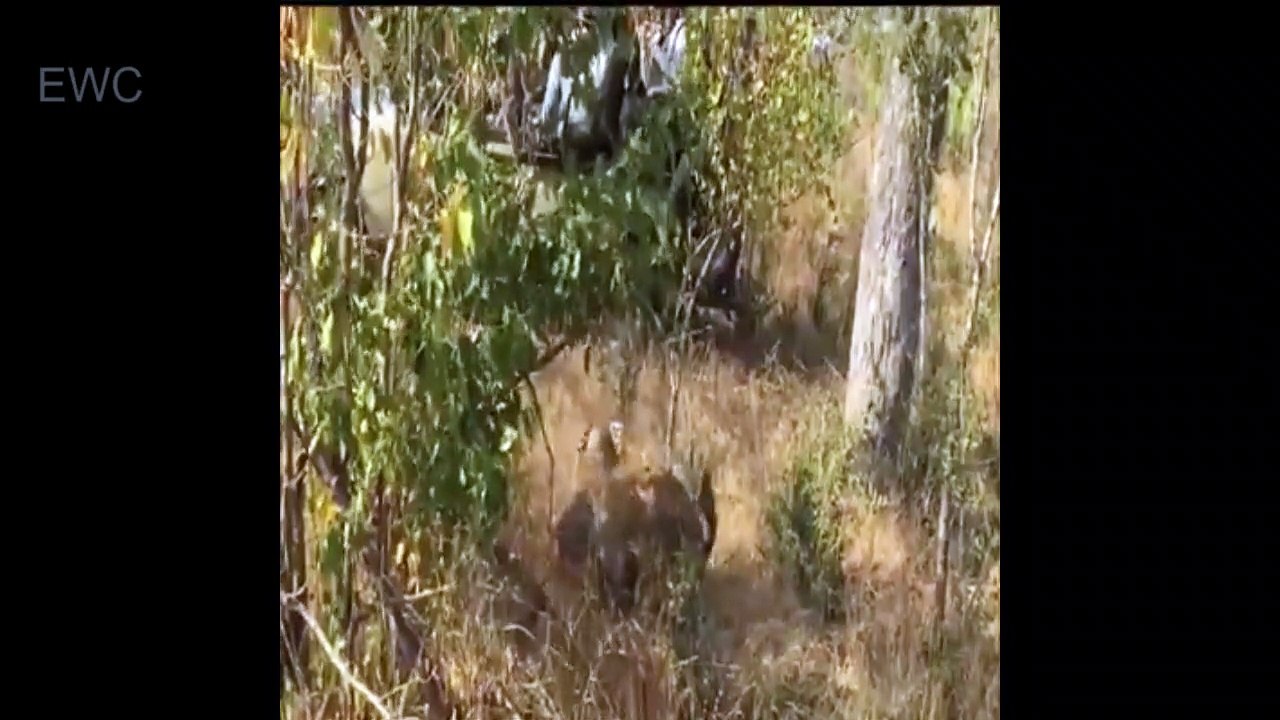 Elephant protects her baby from Hippos Bear takes down Bison and leopard