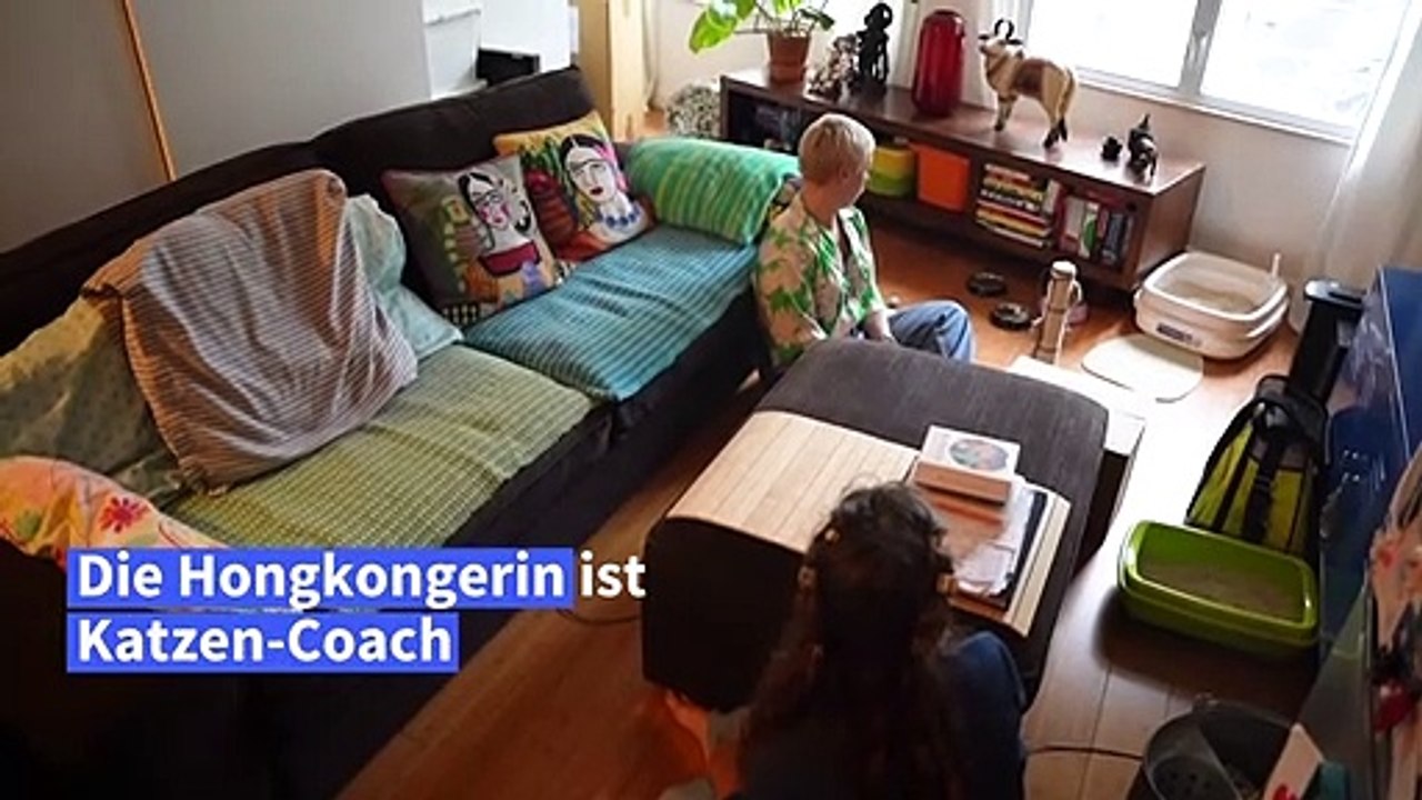 'Die Katzen sind nicht das Problem, sondern ihre Besitzer'