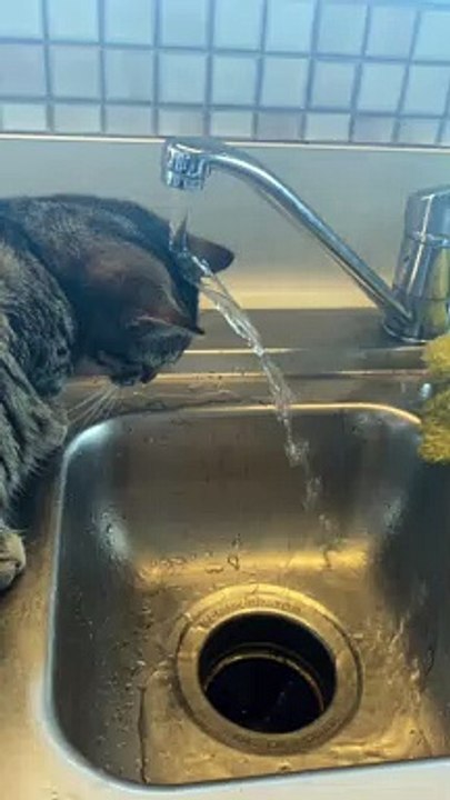 Cat Puts Face Under the Faucet