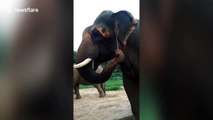 Asian elephants use twigs to scratch ears and mouth in southern India