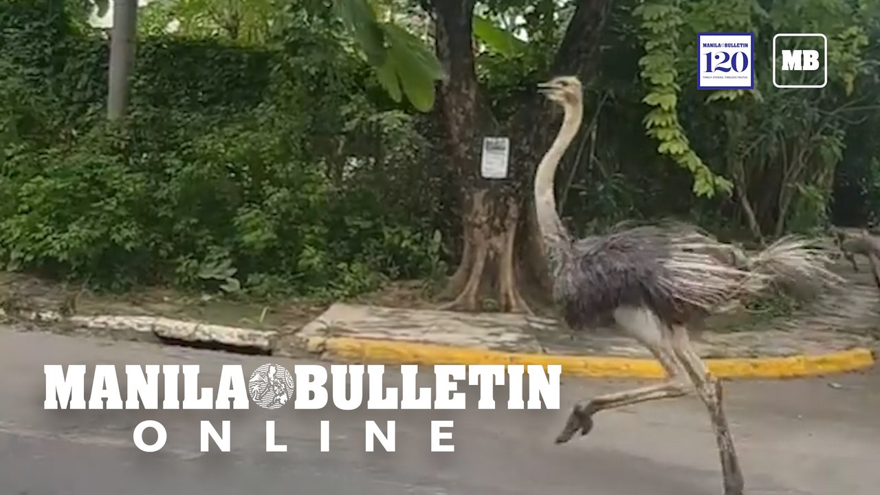 A week of animals on the loose in the Philippines