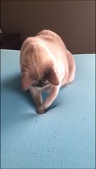 Ce chat est désorienté avec un matelas à mémoire de forme