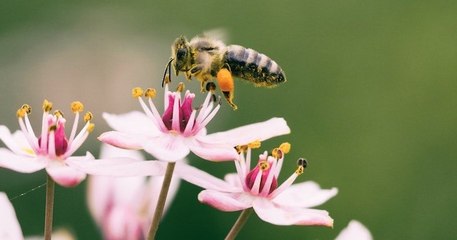 Le gouvernement va à nouveau autoriser l'utilisation d'insecticides meurtriers pour les abeilles