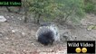 Silly leopard taking on porcupine at high speed_Leopard Dancing _Animals _Earth _Universe _Wild Animals _Funny video _Wild Adventure _Gaming &Cartoon Bazaar