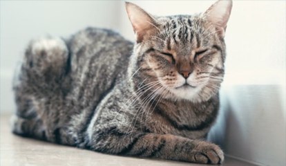 Le virus de la panleucopénie, une inquiétante maladie mortelle chez les chats, émerge aux Pays-Bas