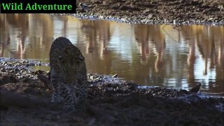 Leopard Learn _Leopards learn how to Catch Catfish |Wild Animals |Wild Adventure |Universe |Animals Fight |Amazon Forest_Movie
