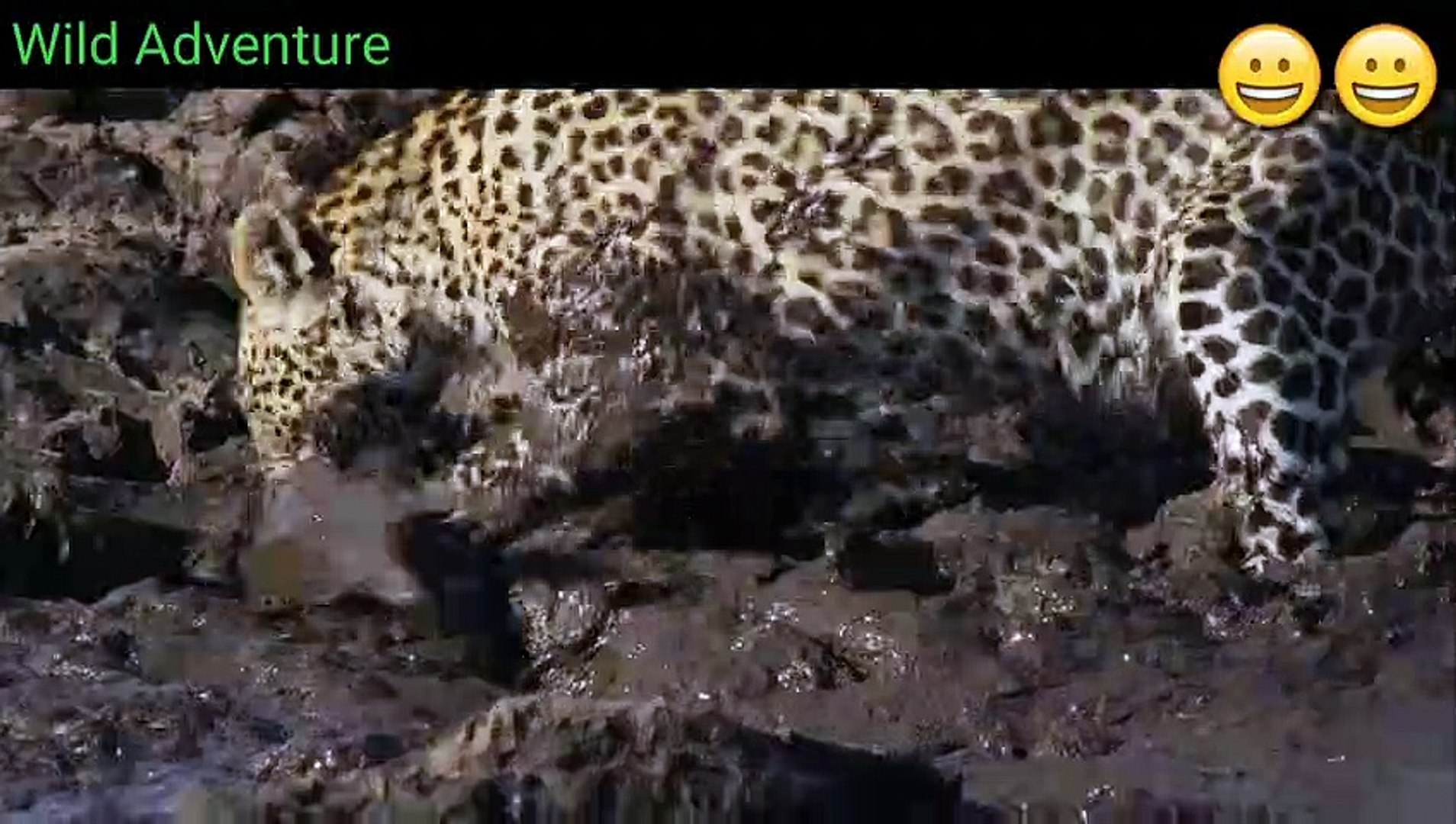⁣leopards learn how to catch catfish|leopard catfish|Leopards Hunting |Universe Adventure