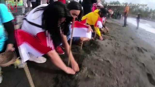 10,000 Baby Sea Turtles Are Released Into the Wild on Bali’s Shores