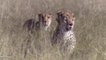 Cheetah vs Eagle, Lion Vs Hyenas - Cheetah Don't Escape From Crocodile Hunting - Wild Animals 2020