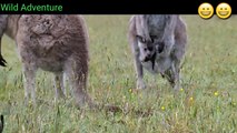 Kangaroo Boxing Fight | Kangaroo |Boxing|Wild Animals|Forest Riding |Hunting |Nature |Beautiful Universe