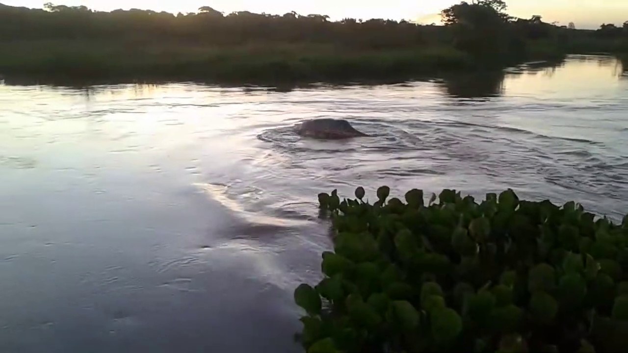 Mais quel est ce monstre marin qui nage dans cette rivière brésilienne