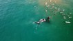 Un maman baleine repousse les surfeurs pour protéger son petit