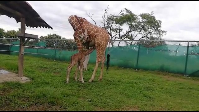 ext-nacimiento-jirafa-070820