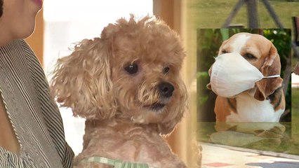 코로나19, 반려견도 마스크 써야 할까? / YTN