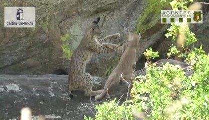C-LM notifica 29 camadas y nacimiento de 90 cachorros de lince