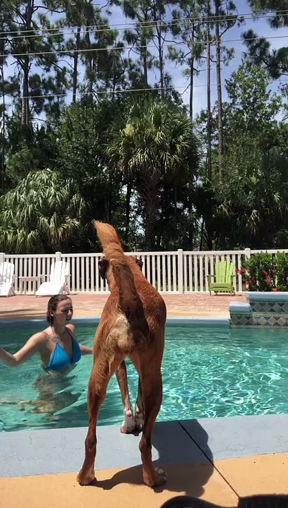 Poolside Pup Helps Human