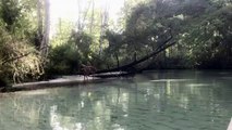Kayaker Spots Deer Swimming in the Florida Forest