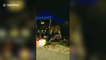 Hungry mother and baby elephant loot roadside fruit stall in Malaysia