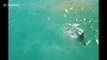 Stunning drone footage captures moment whale swings tale at surfers