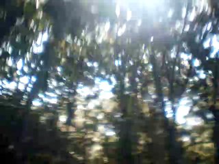 the linden tree guitar