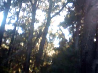 the linden tree vocals