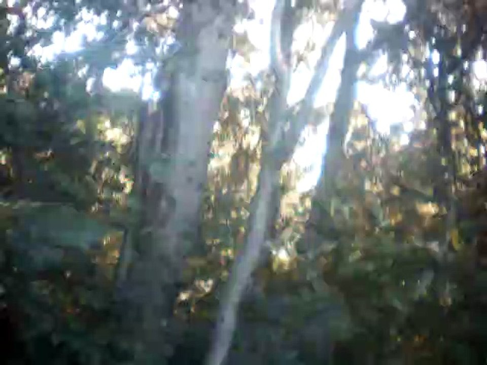der linden baum