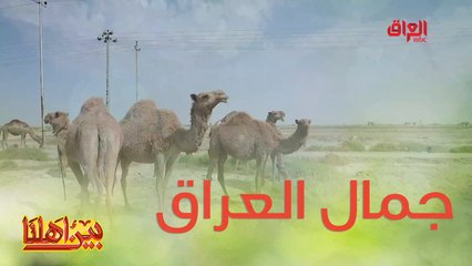 منو شاف جمل قبل أو جرب اللحم مالته؟