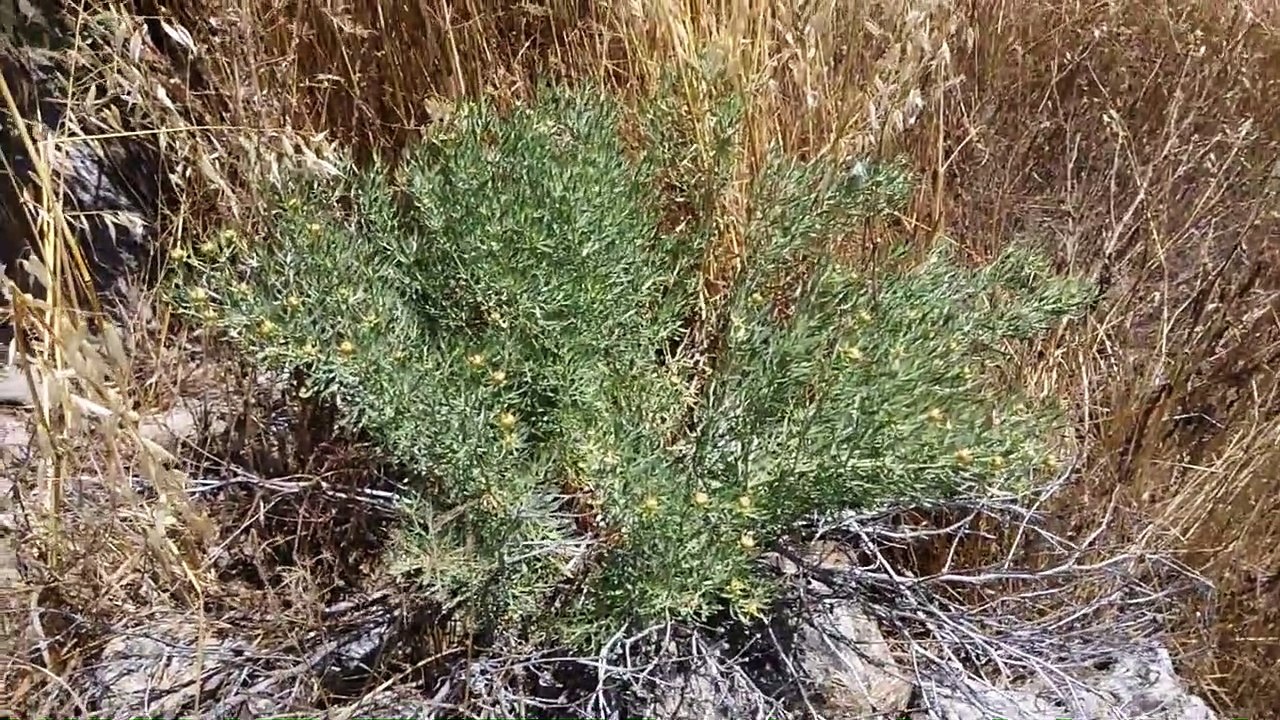 Üzerlik bitkisinin faydaları üzerlik bitkisinin tohumları çayının faydaları yararları nelerdir