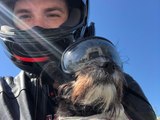How I Ride a Motorcycle With My Dog