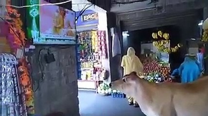 Modi ji ko live Dekhte Hue Gau Mata