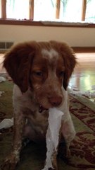 Puppy making a big mess gets caught red-handed
