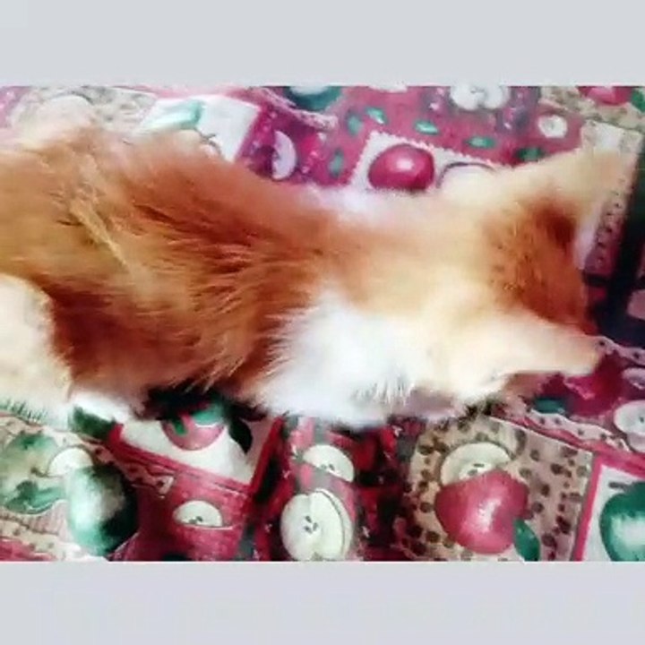 vídeo de gato triste
