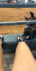 Playful Horse Nibbles at Toes