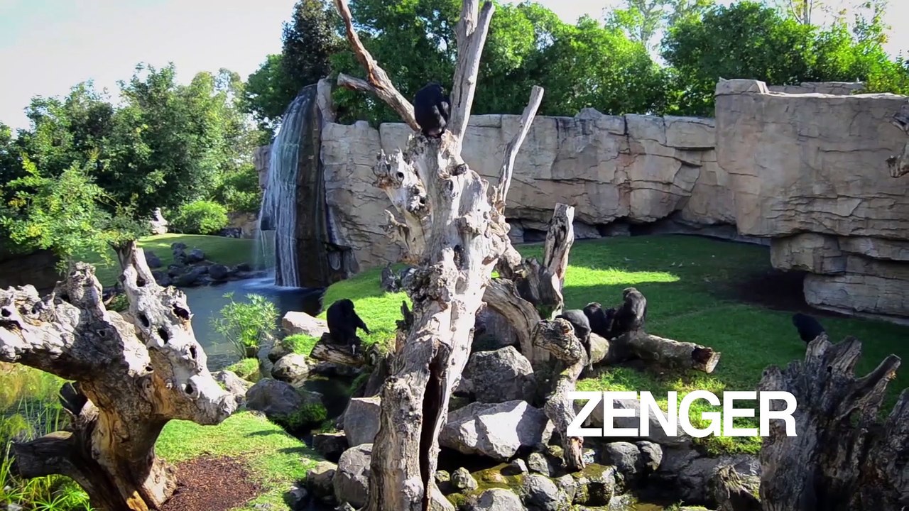 Spanish zoo apes accept rejected chimp