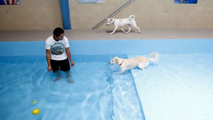 Khám phá "rì-sọt" siêu sang dành cho thú cưng ở Dubai | VTC