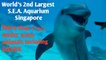 SEA  Aquarium  Singapore - 2nd Largest Aquarium in the  world ,Shark  is available  in this Aquarium  / Sea Aquarium Sentosa  Island
