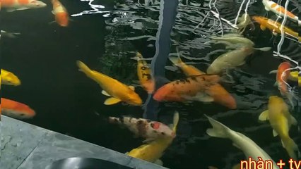 Attractive beautiful koi fish, dynamic flexibility