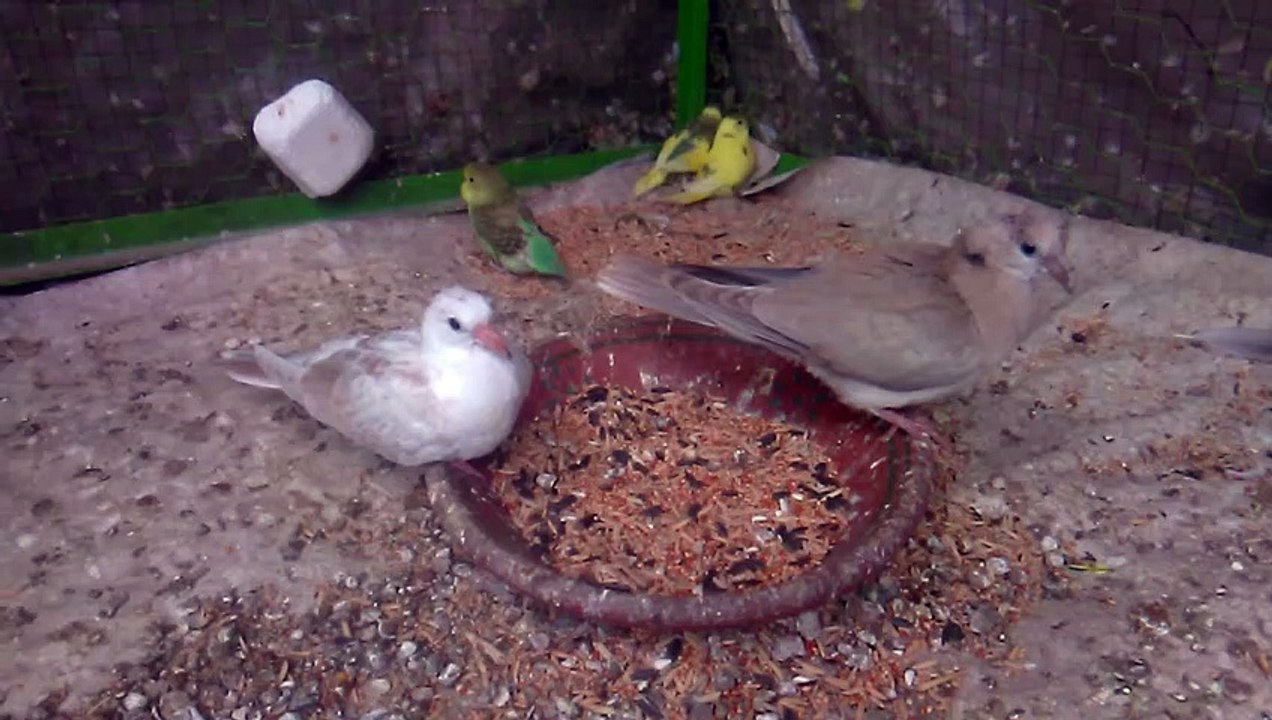 Khumray Breeder Pair With Chicks