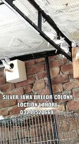 Silver Jawa Breeder Colony