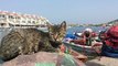 International Cat Day: Cool cats from Istanbul to Taiwan