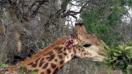 Male giraffe makes remarkable recovery after being brutally knocked out twice by his opponent(1)
