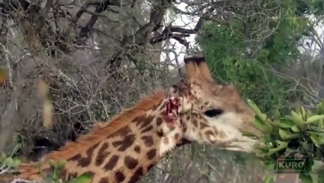 Male giraffe makes remarkable recovery after being brutally knocked out twice by his opponent(1)