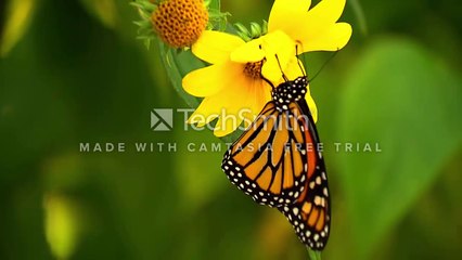 ওগো মা তুমি এই ধরনীর শ্রেষ্ঠ নেয়ামত। অসাধারন একটি গান