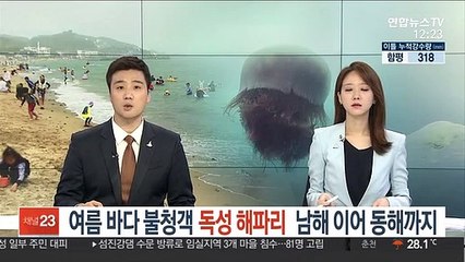 '여름바다 불청객' 독성 해파리, 남해 이어 동해까지 출현