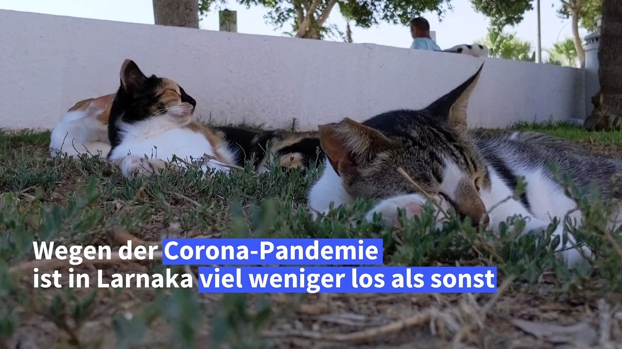 Katzen in Zypern chillen auf der Straße