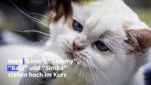 Zum Schnurren! Das sind die beliebtesten Katzennamen