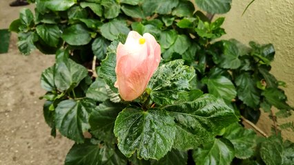 Time Lapse Blooming of Hibiscus shot on mobile